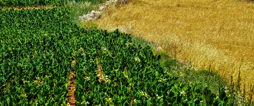 Agricultural machinery in a field